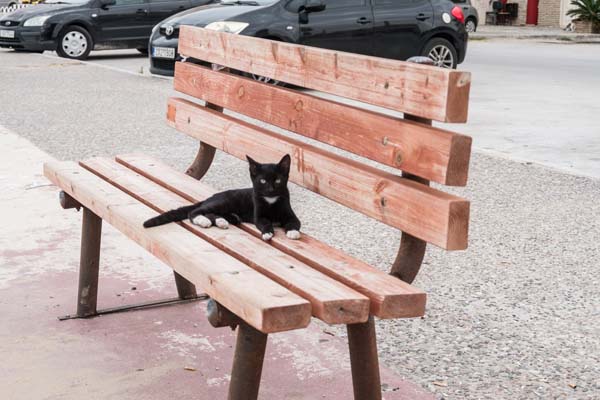 Artemida Katze