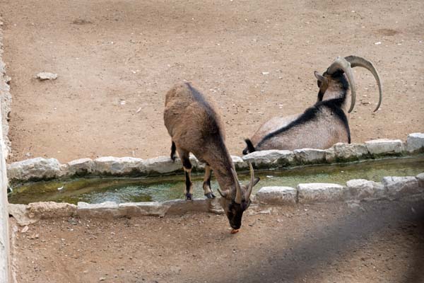 Athen Nationalgarten Wildtiere