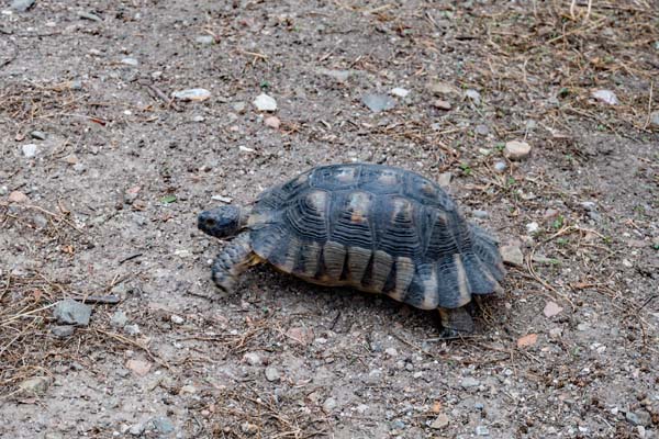 Athen Plaka Schildkröte