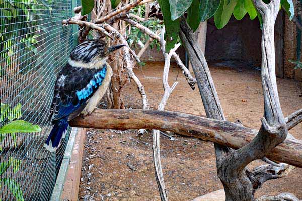 Attischer Zoologischer Park