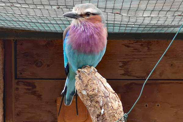 Attischer Zoologischer Park