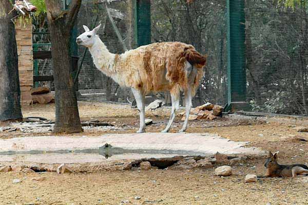 Attischer Zoologischer Park