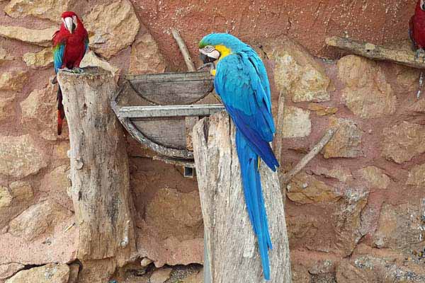Attischer Zoologischer Park