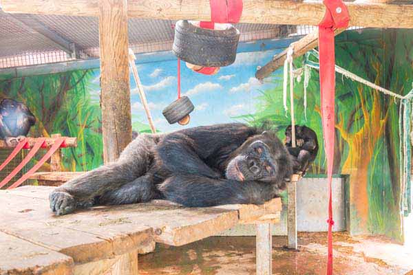 Attischer Zoologischer Park
