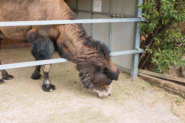 Attischer Zoologischer Park