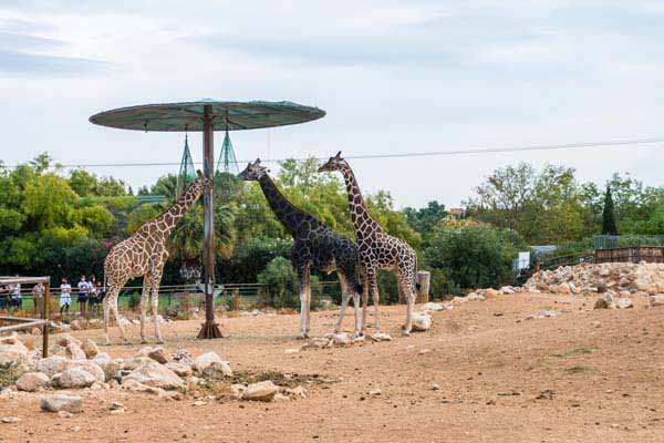Attischer Zoologischer Park