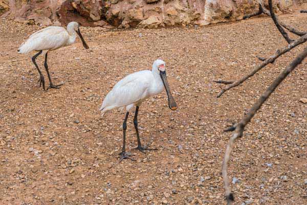 Attischer Zoologischer Park