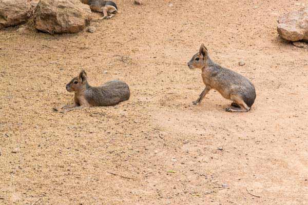 Attischer Zoologischer Park