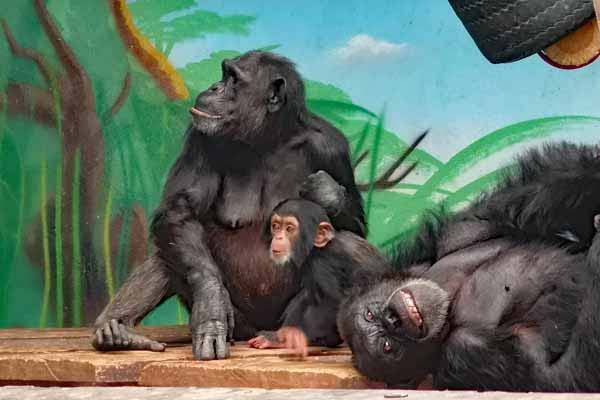 Attischer Zoologischer Park