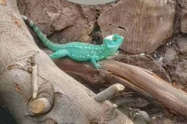 Attischer Zoologischer Park