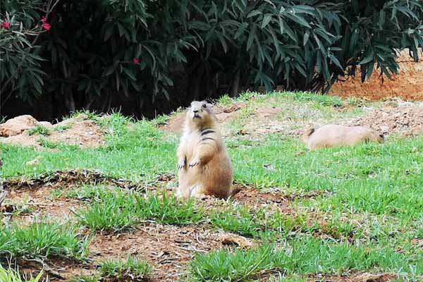 Attischer Zoologischer Park