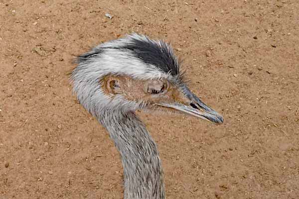 Attischer Zoologischer Park