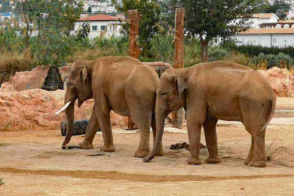 Attischer Zoologischer Park