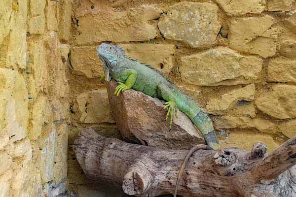 Attischer Zoologischer Park
