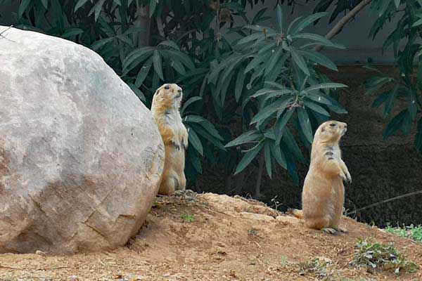 Attischer Zoologischer Park