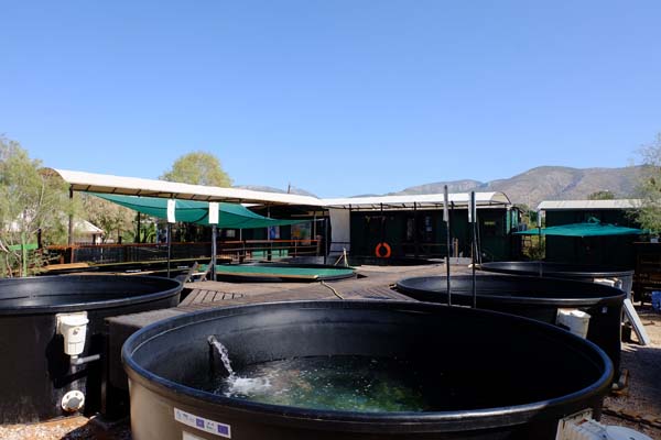 Sea Turtle Rescue Centre
