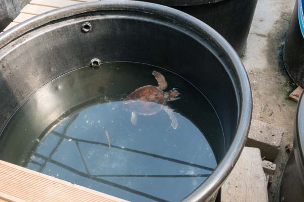 Sea Turtle Rescue Centre