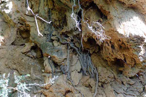 Anthoussa Wasserfall Wurzeln