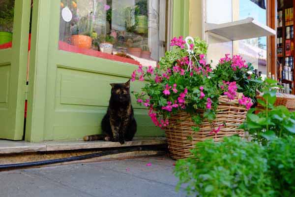 Preveza Katze