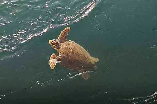 Chalkida Schildkröte