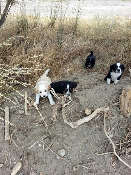Hundebabys