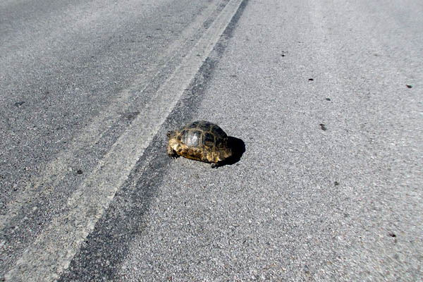 Schildkroete auf Strasse
