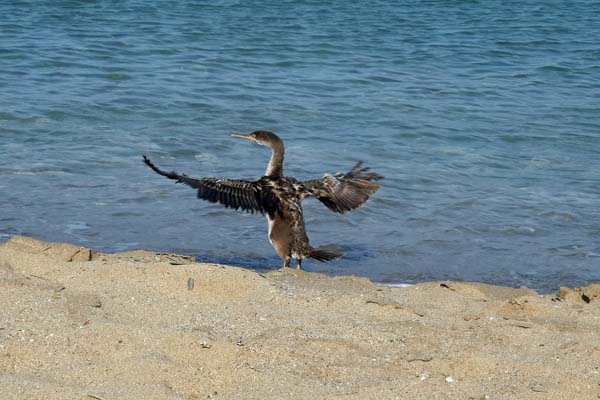 Pigadia Affoti Beach