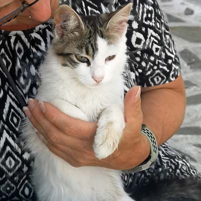 Karpathos Katze