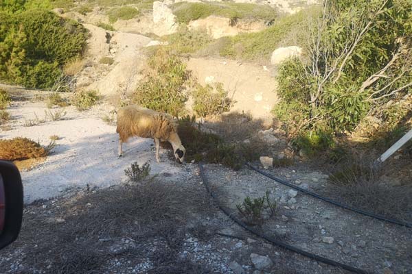 Karpathos Schafe
