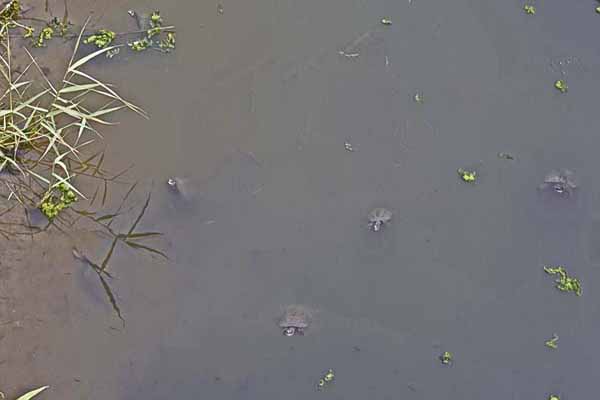 Roda Wasserschildkröten