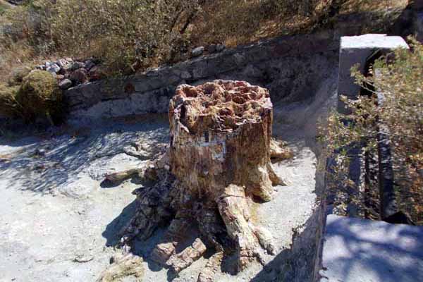 Fossilienwald