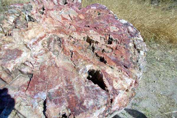 Fossilienwald