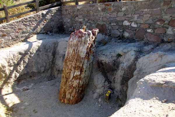 Fossilienwald