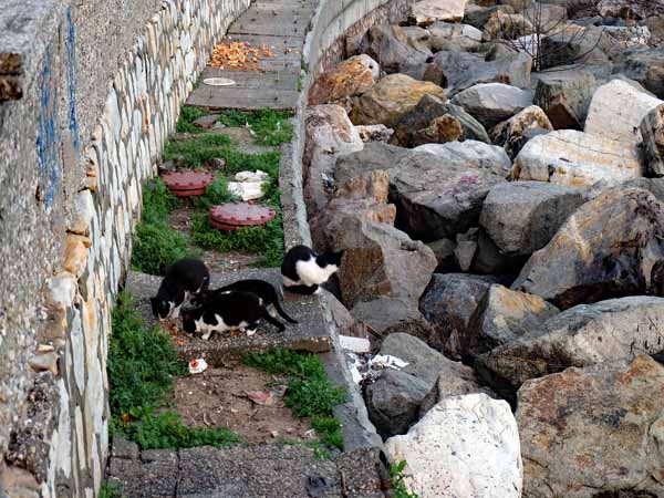 Kavala Katzen