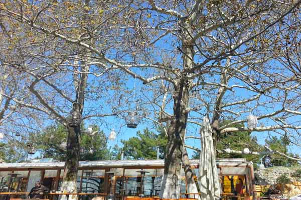Serres Cafe Cityzen