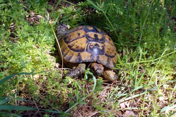 Serres Schildkröte