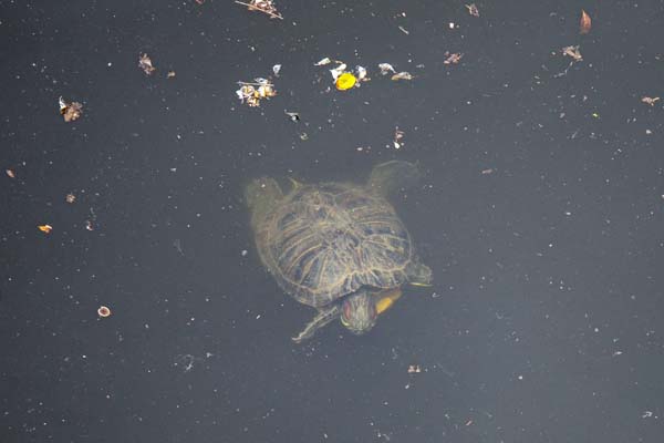 Lake Thermi Schildkröte