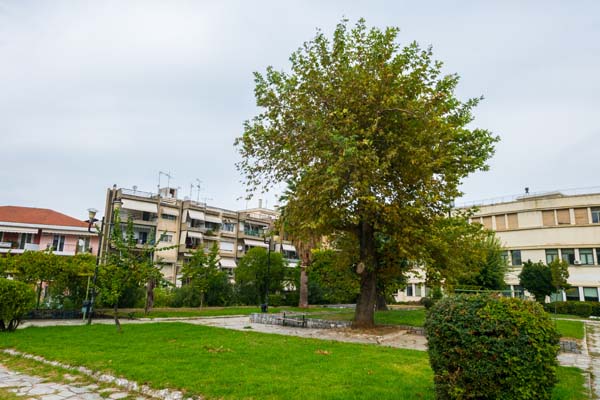 Livadia Pl. Katsoni