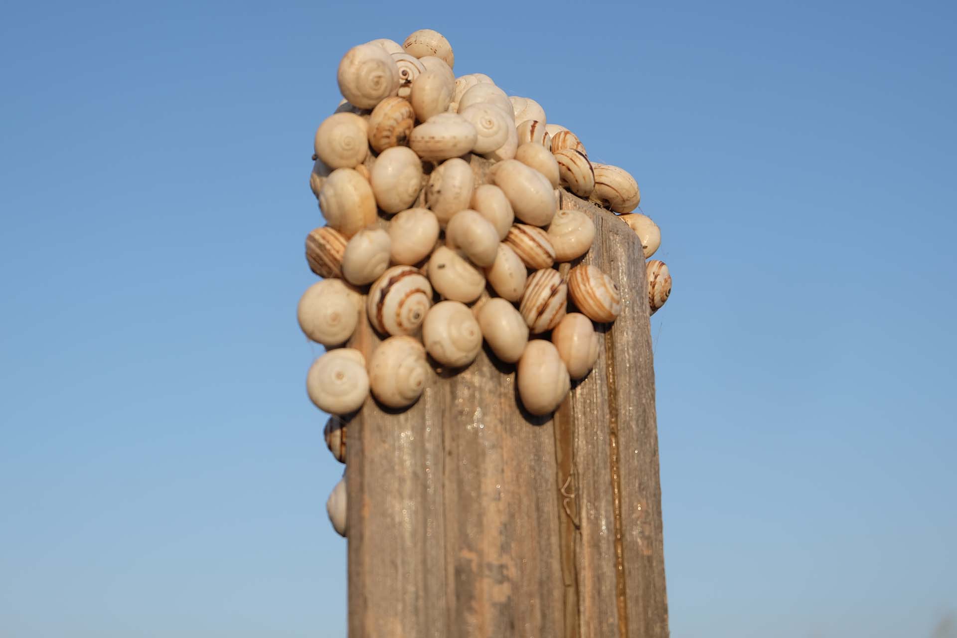 Zahlreiche kleine Gehaeuseschnecken sitzen an einem alten Holzmast
