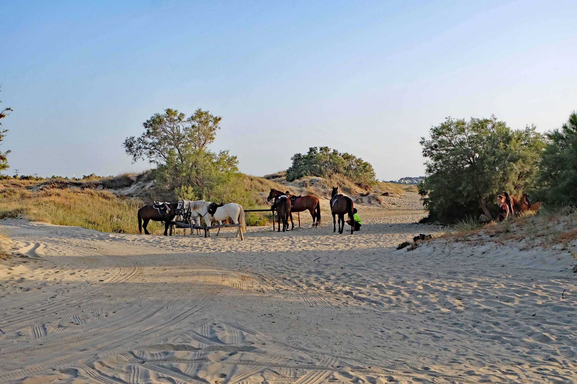 Pferde f&uuml;r einen Strandausritt