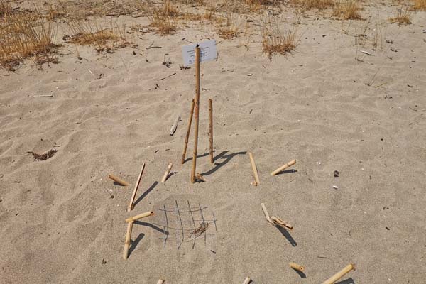 Gythio Valtaki-Beach Schildkröten-Nest