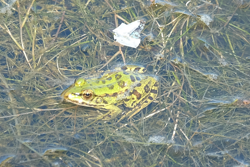 Kaiafas Frösche