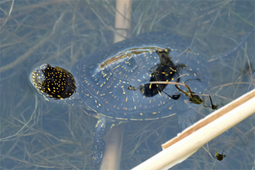 Kaiafas Schildkröten