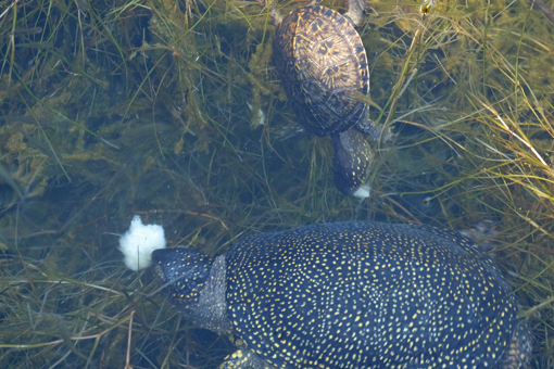 Kaiafas Schildkröten