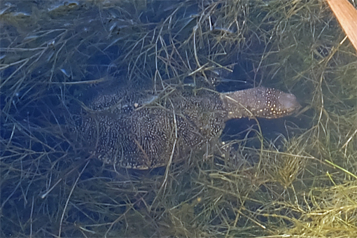 Kaiafas Schildkröten