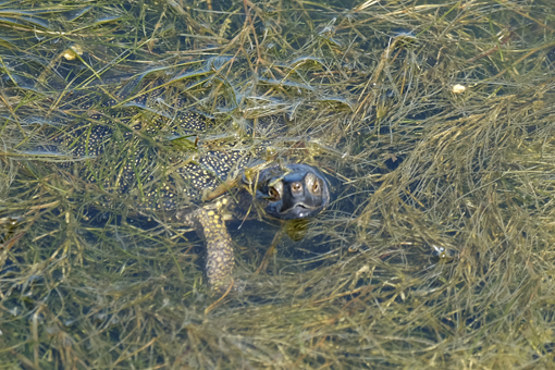 Kaiafas Schildkröten