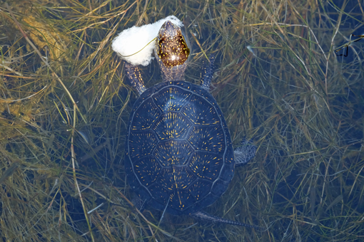 Kaiafas Schildkröten