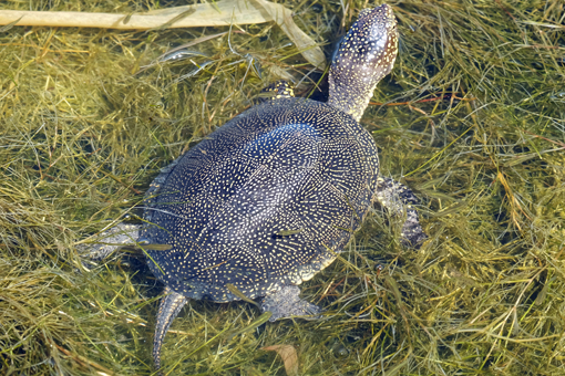 Kaiafas Schildkröten