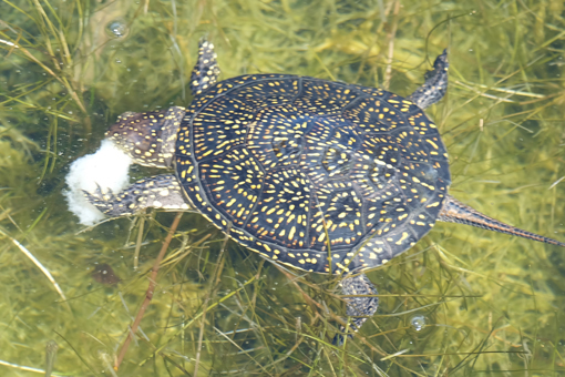 Kaiafas Schildkröten
