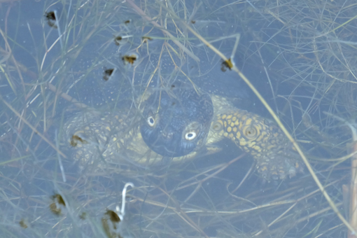 Kaiafas Schildkröten